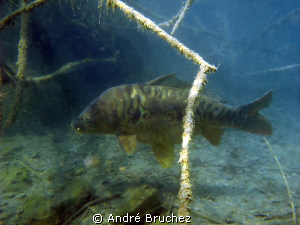 Carpe miroir shootée dans une gravière locale en Valais. by André Bruchez 